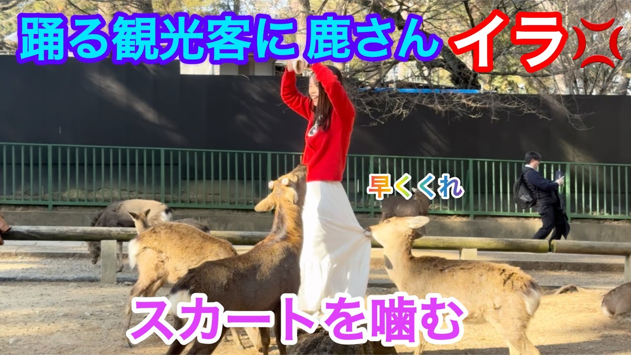 踊る観光客に鹿さんイラ💢早く煎餅くれ🤭スカートを噛む🦌NARA  PARK
