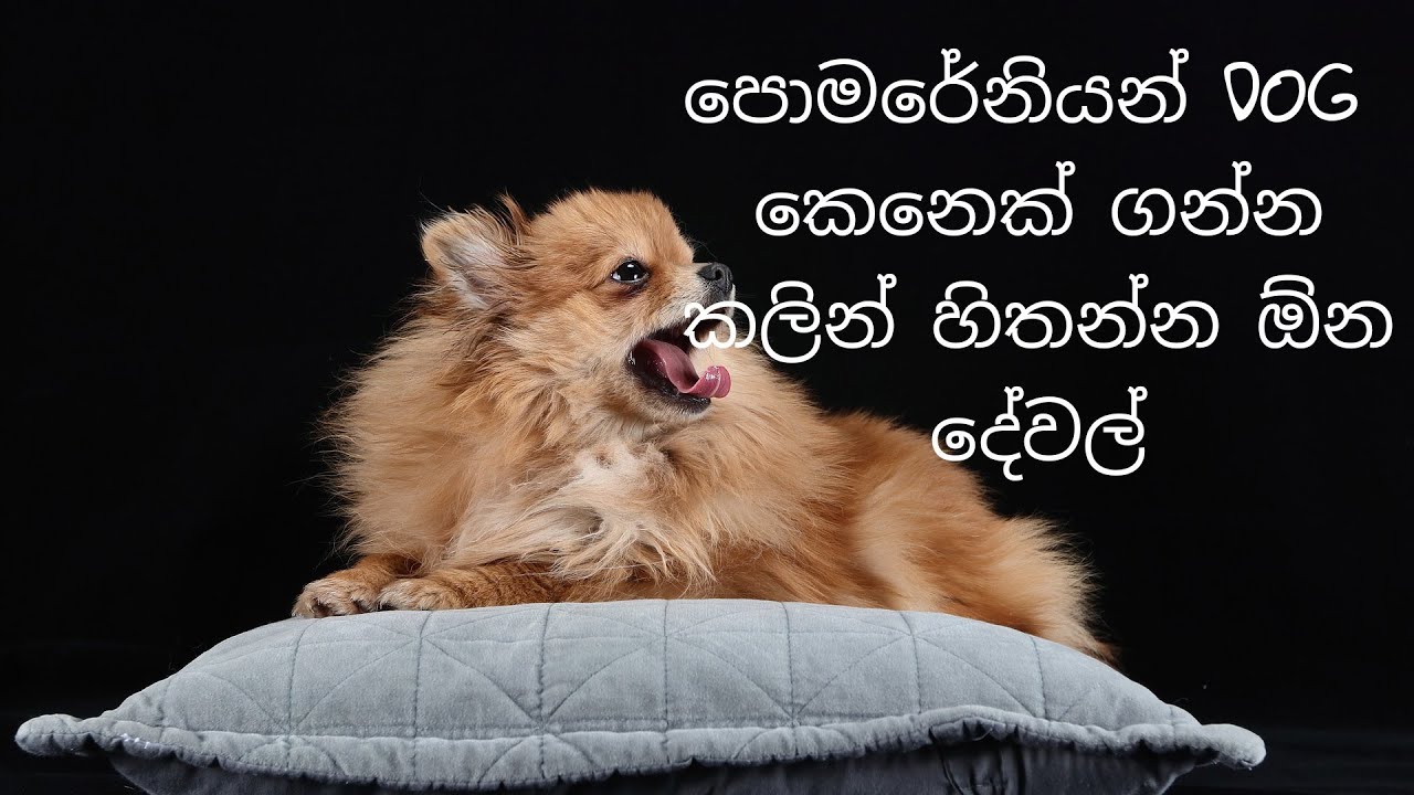 පොමරේනියන් කෙනෙක් ගන්න කලින් හිතන්න ඕන දෙවල් | pomeranian dog sinhala