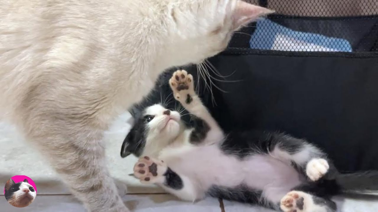 Конец для большой кошки, вторгшейся в дом спасенного котенка, с которым она встречалась впервые...