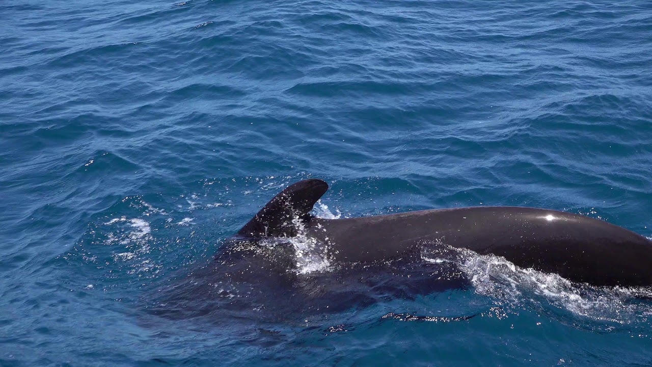 Wale und Delfine in der Straße von Gibraltar