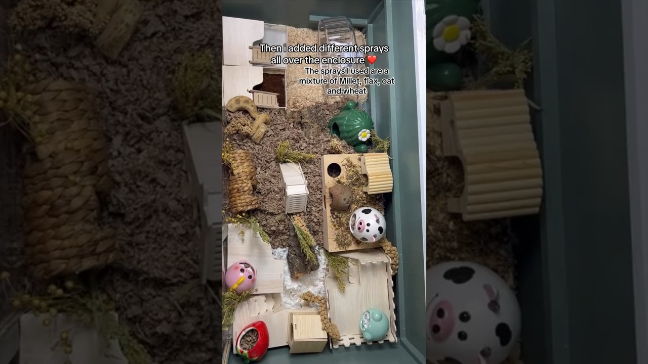 Устанавливаю новую клетку для хомяков! ❤️🥰 