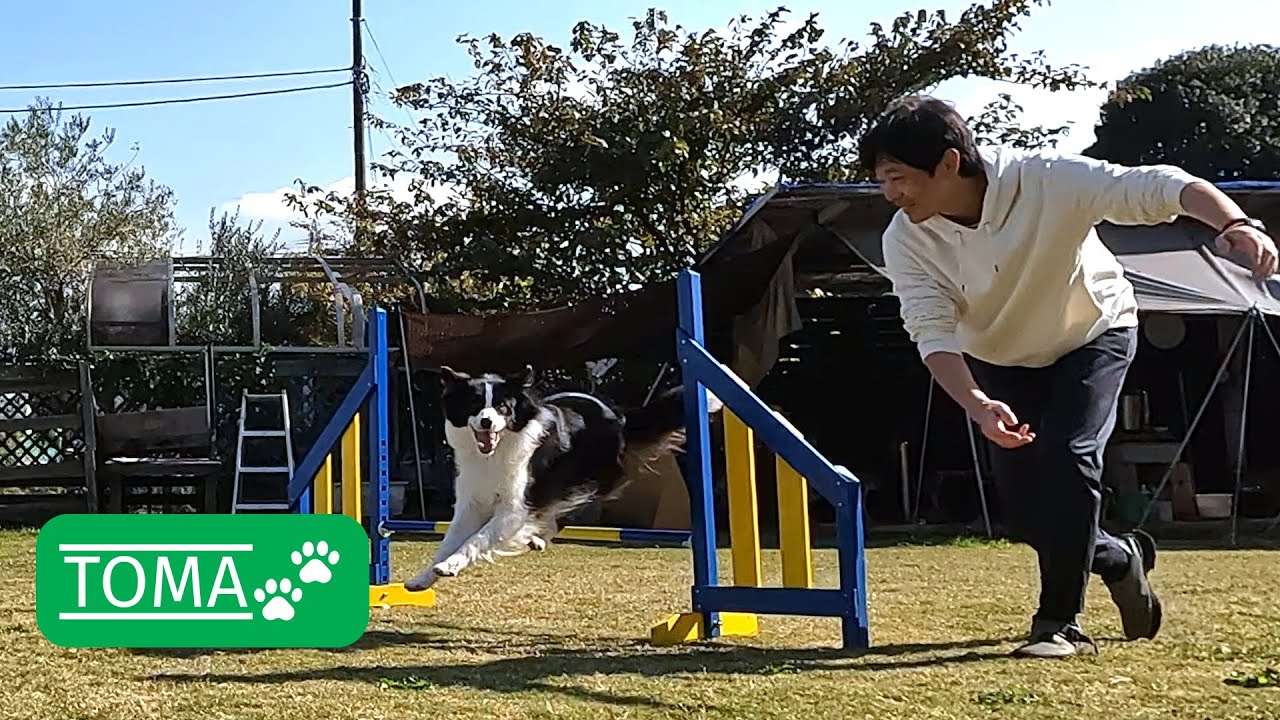 アジリティ競技会はまだまだ本番に弱いボーダーコリー【保護犬5年目】