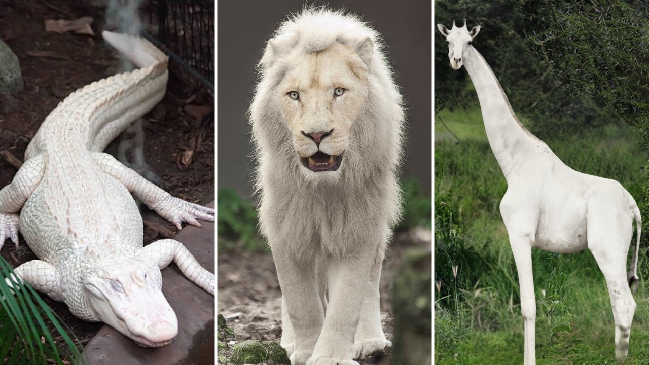 15 Animales Albinos Más Extraños Del Mundo - INCREÍBLE