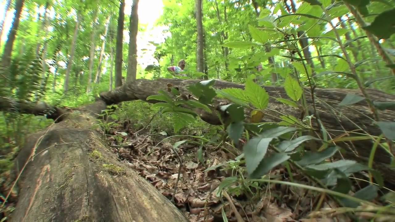 Ginseng Culture