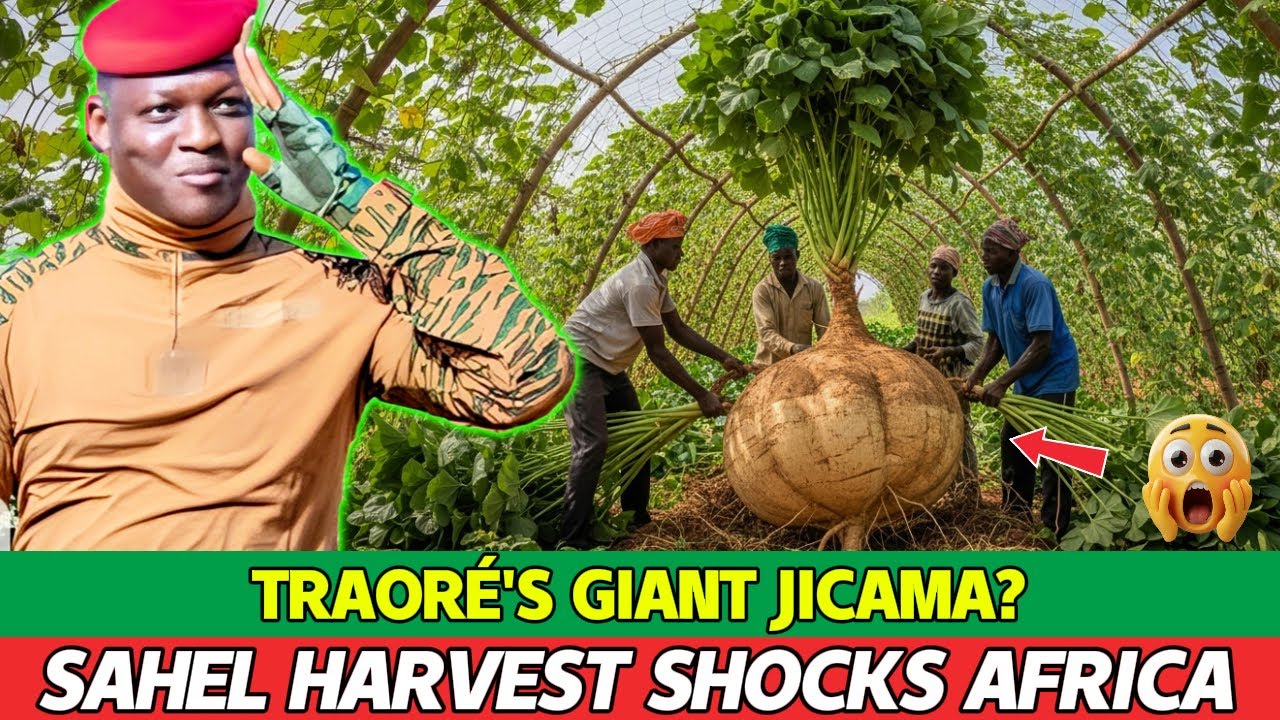 The Desert Harvest That Broke the Internet: Giant Jicama + “80 Tons” Under Traoré—What’s Real?