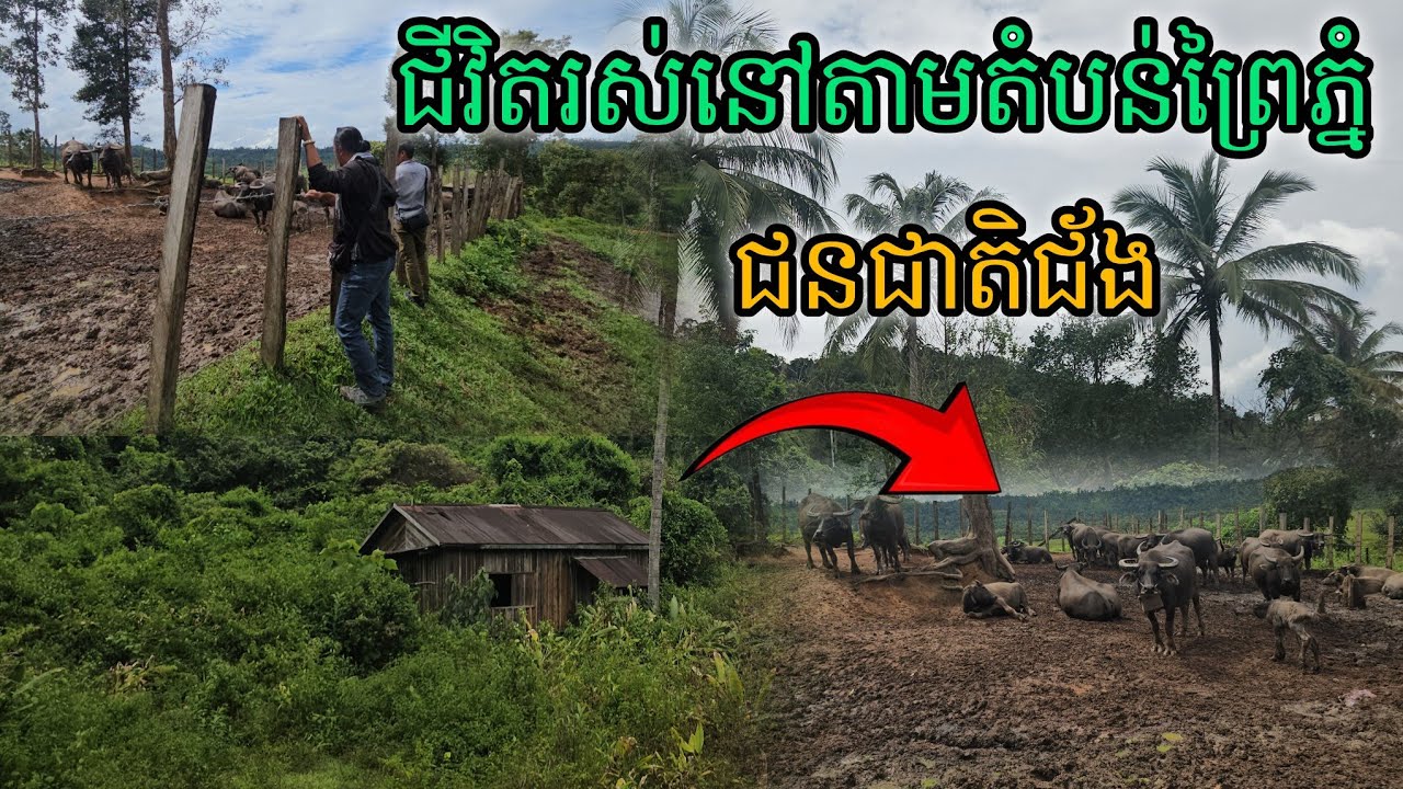 ជីវិតរស់នៅតាមតំបន់ព្រៃភ្នំជនជាតិជ័ង
