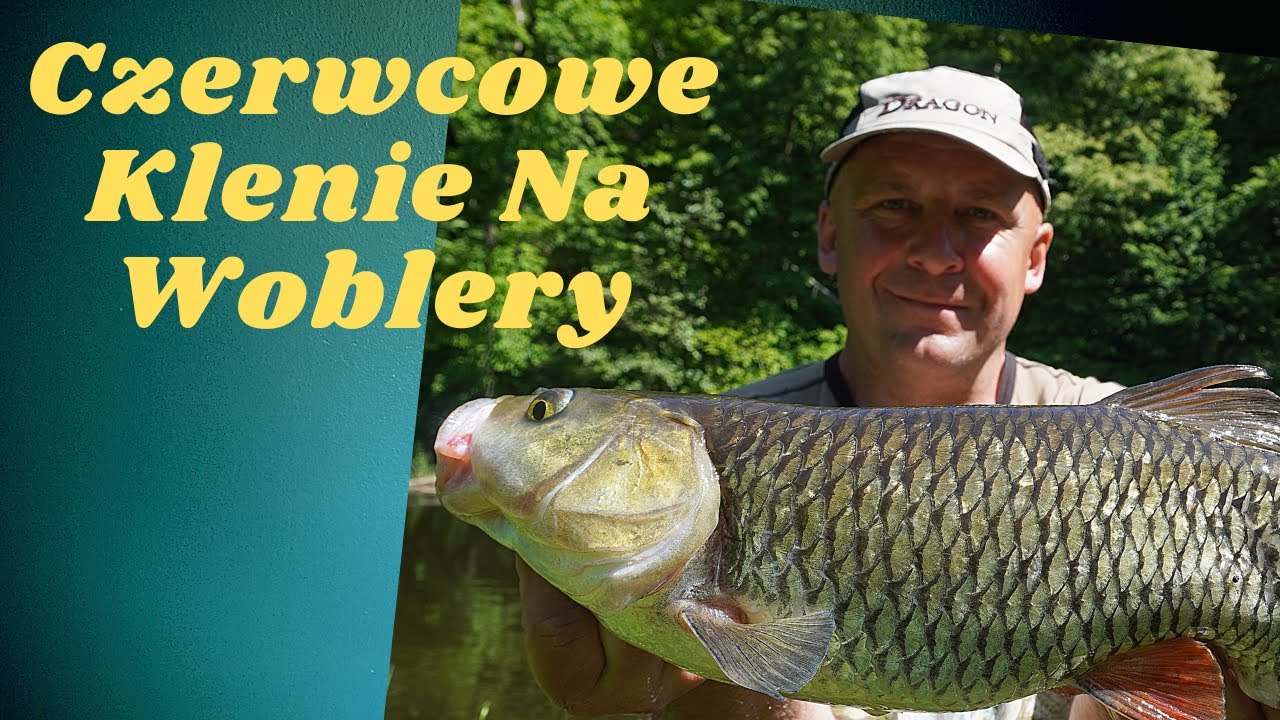 Czerwcowe klenie na woblery