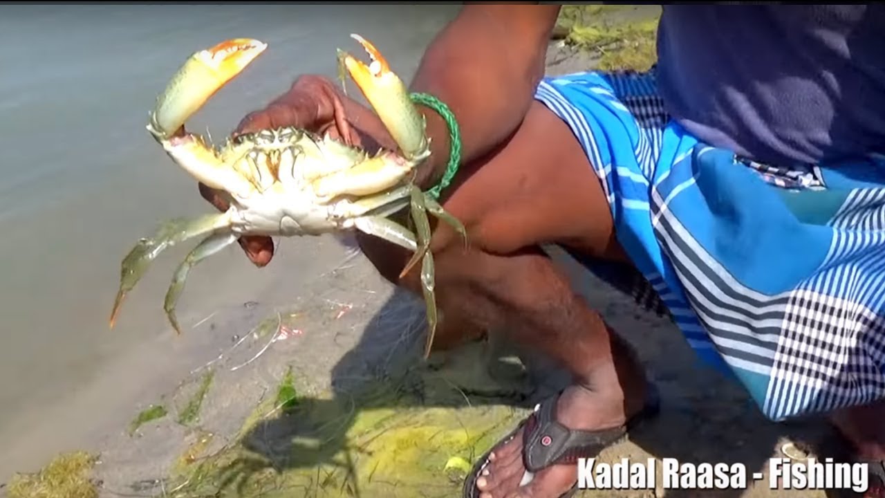 Unique Mud Crabs Trapping System | New Technique Of Mud Crabs Catching
