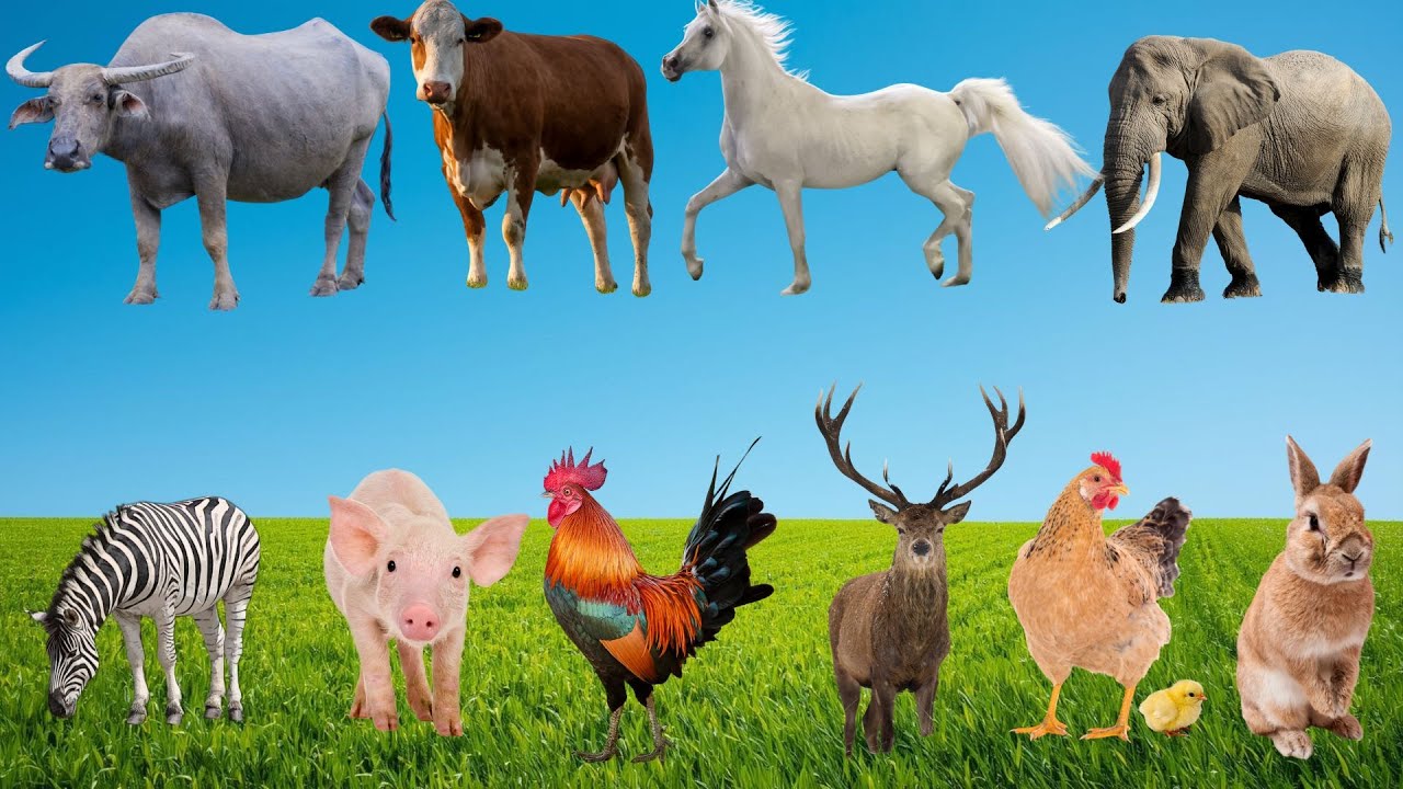 🌿 Tiếng Gọi Muôn Loài Bắt Nhịp Tuổi Thơ – Khi Bò, Gà, Dê & Cừu Trổ Tài Hát Ca Vui Nhộn | Animal 🐄🐑🐐🐔