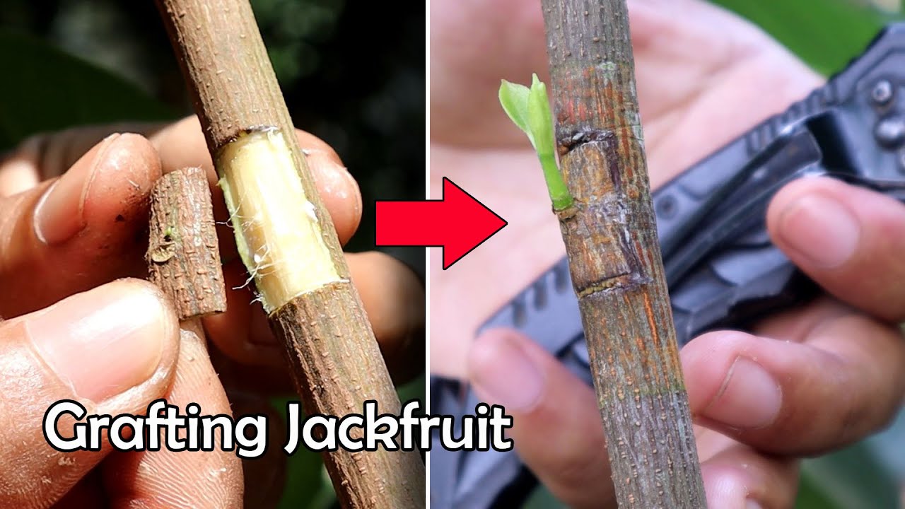 Chip Budding On JackFruit | Grafting Jackfruit Tree