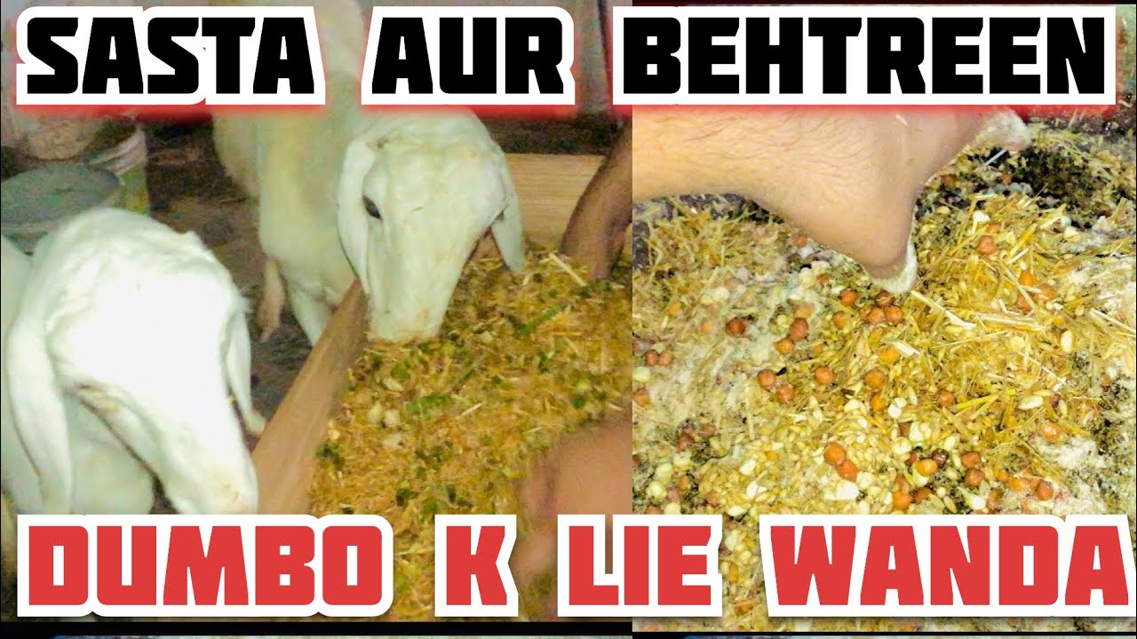 Dombo ko mota karne k lie /Wanda Banany Ka Tarika || No feed No steroid || Vedio in urdu / hindi