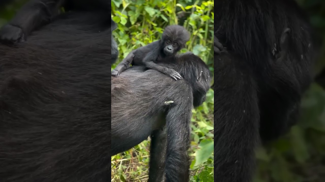 Gorilla trekking uganda. #adventure #wildlife #africannationalpark #wildlifephotography