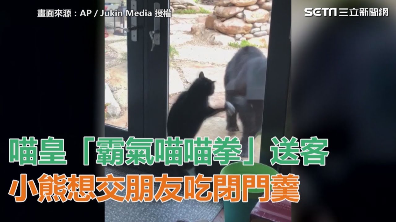 不歡迎你！　喵皇「霸氣喵喵拳」送客　小熊想交朋友吃閉門羹｜三立新聞網SETN.com