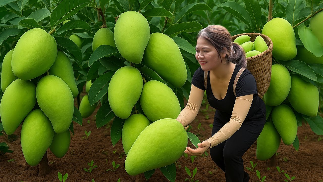 Satisfying Village Life🌿Harvesting 1000+ Giant Mango Go To Countryside Market Sell | Farm 4K