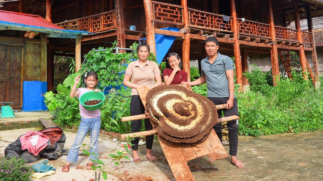 Catch a Giant Bee Nest, Sell It at the Market, Cook a Delicious Bee Pupa Meal | Family farm 