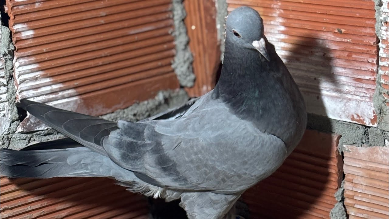 🔷YAVRUMLARIMIZ BÜYÜYOR YENİ ÇIKAN YAVRULAR VAR. 🕊️UÇUMLAR SON HIZ DEVAM EDİYOR.🕊️ #güvercin #pigeon 