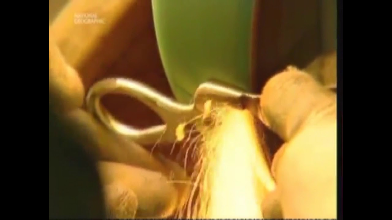 How Scissors are made