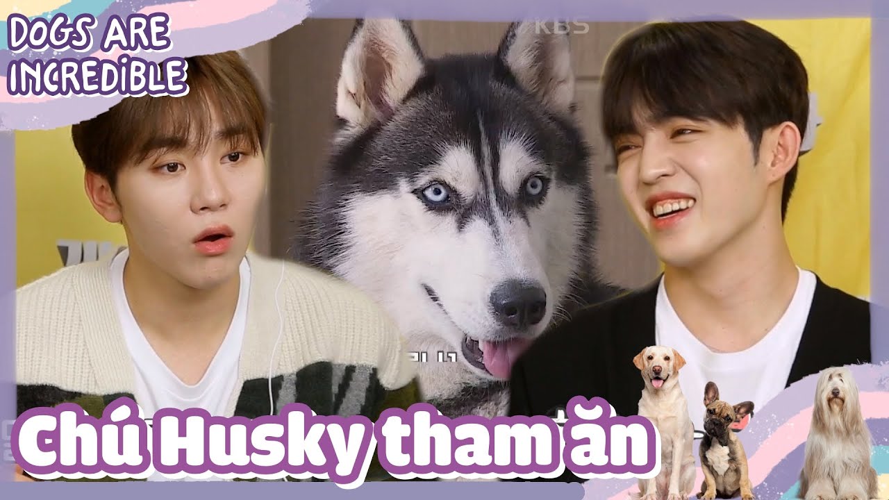 [CCTG Tập 99 #1]ENG/VIETSUB|SEVENTEEN đã tới huấn luyện những chú chó hư đây|211025 KBS WORLD TV