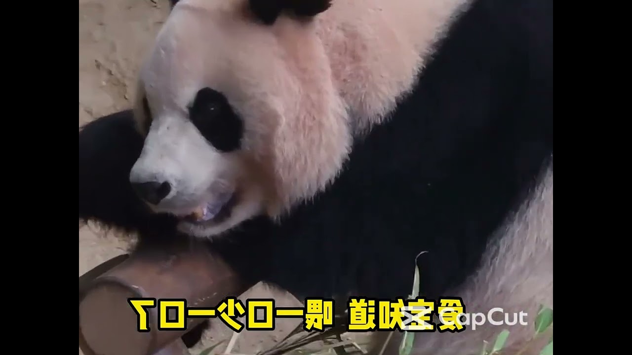 Aibao insists on feeding Ruihui milk because she k