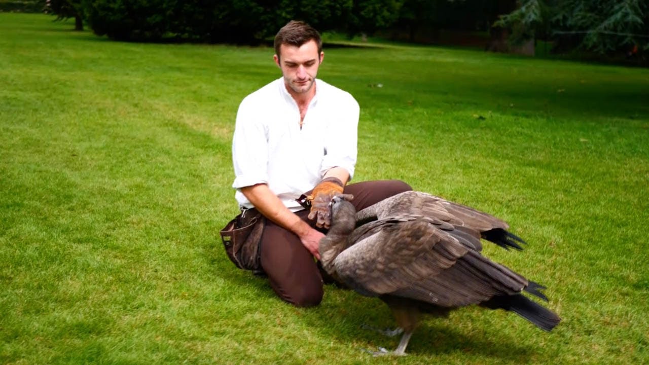 Man Is Best Friends With Giant Bird Of Prey
