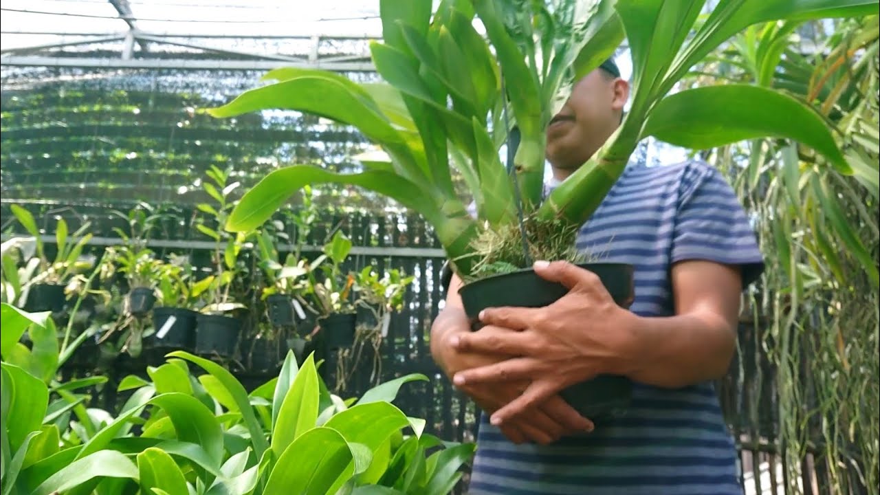 anggreknya subur2 grammatophyllum Tiger Paw sangat hijau segar, mudah perawatan