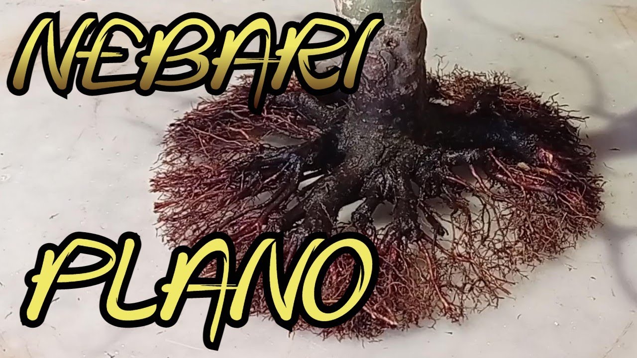 BONSAI CON NEBARI PLANO