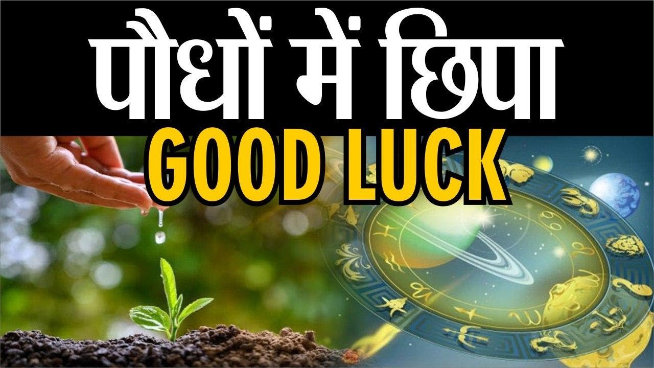 Hariyali Amavasya 2020:Tree Plantation According To Zodiac| जानें कौनसे पौधे बचाएंगे बुरे ग्रहों से