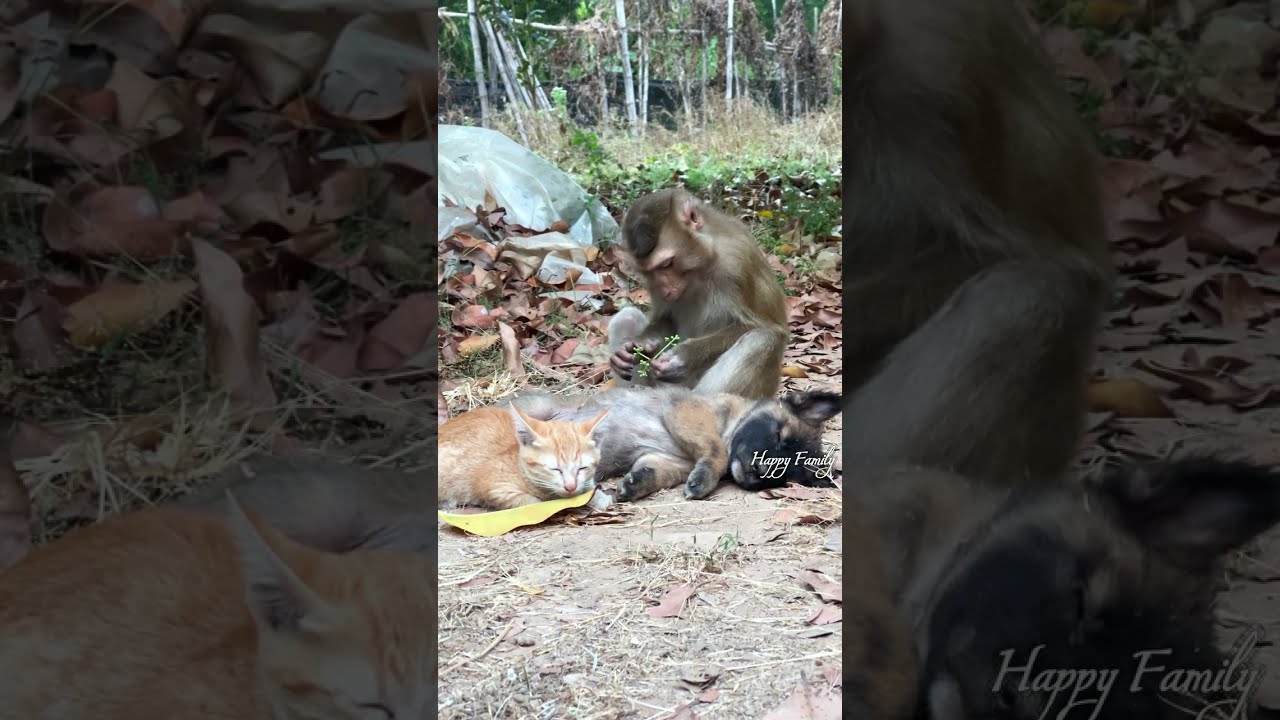 So smart and so funny family... #adorably #funnyanimal #adoreble #funnymonkey #cute #monkey #animals