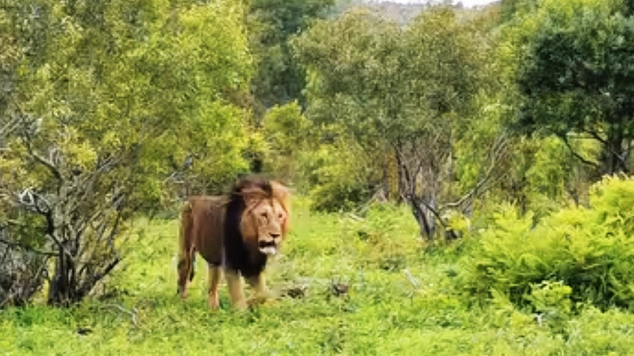 Gijima Male Lions on Patrol after chasing Ndhzenga Males | Sabi Sands | 24 February 2026