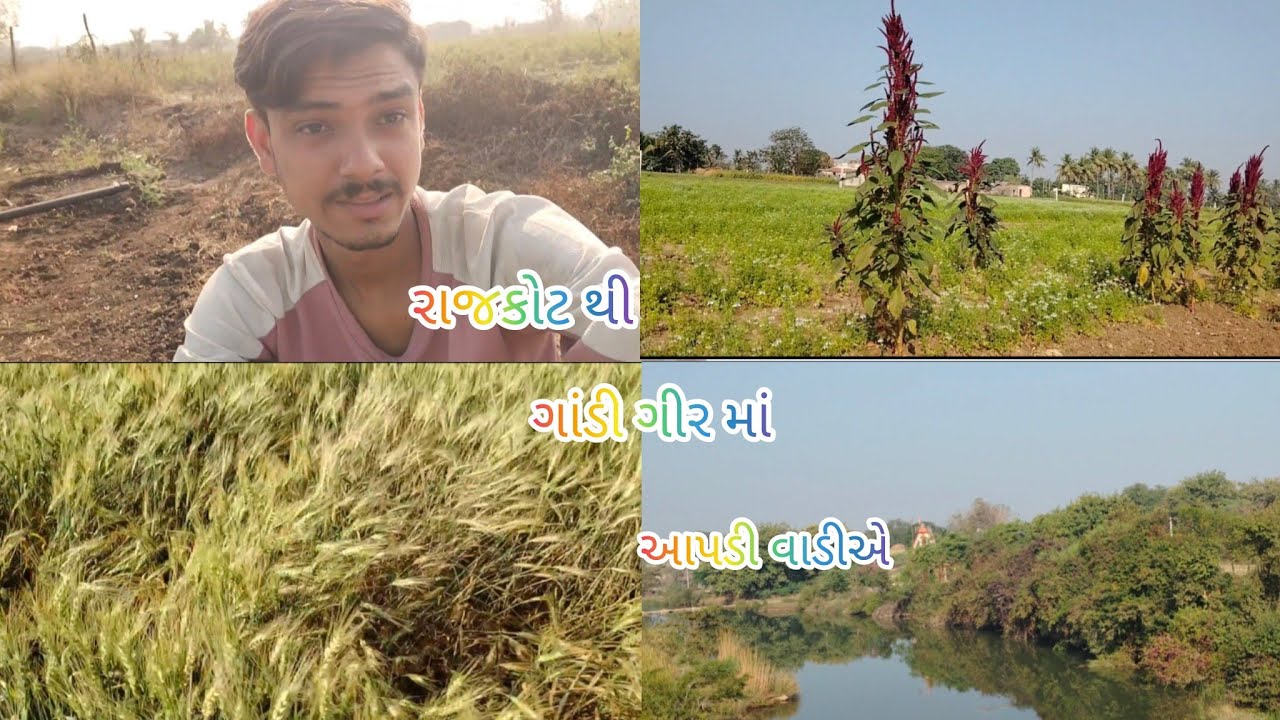 રાજકોટ માં બોવ ફરા આજે ગાંડી ગીર નો નજારો આપડી વાડીએ 