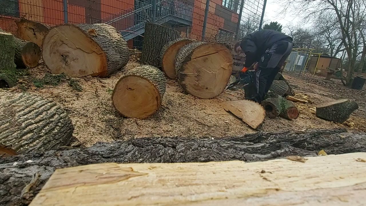 Mit der Makita DUC 353 Akku Kettensäge einen über 80cm Durchmesser Hartholz Stamm klein geschnitten