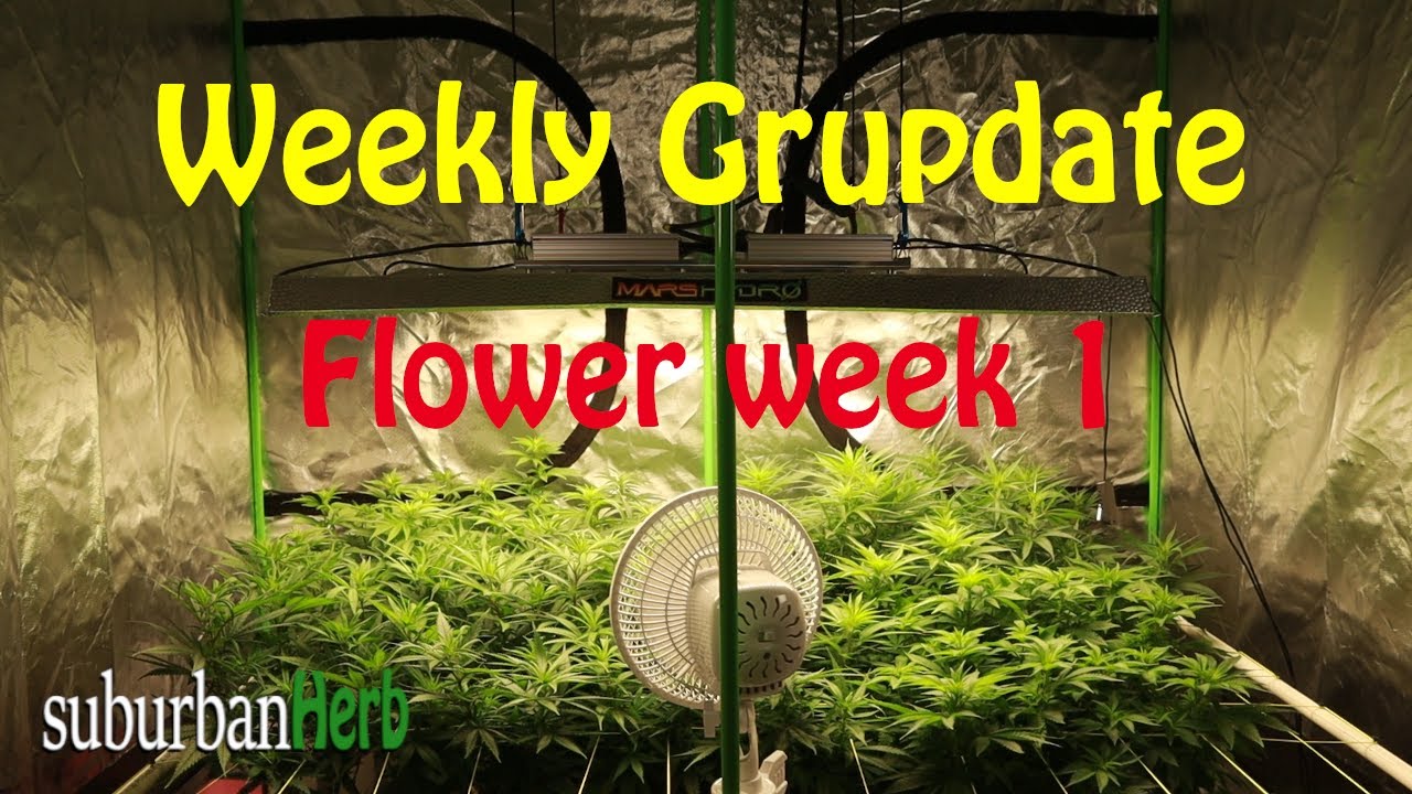 White Widow Cannabis Grow. What to do week 1 flower. suBurBan heRb's weekly grow update.
