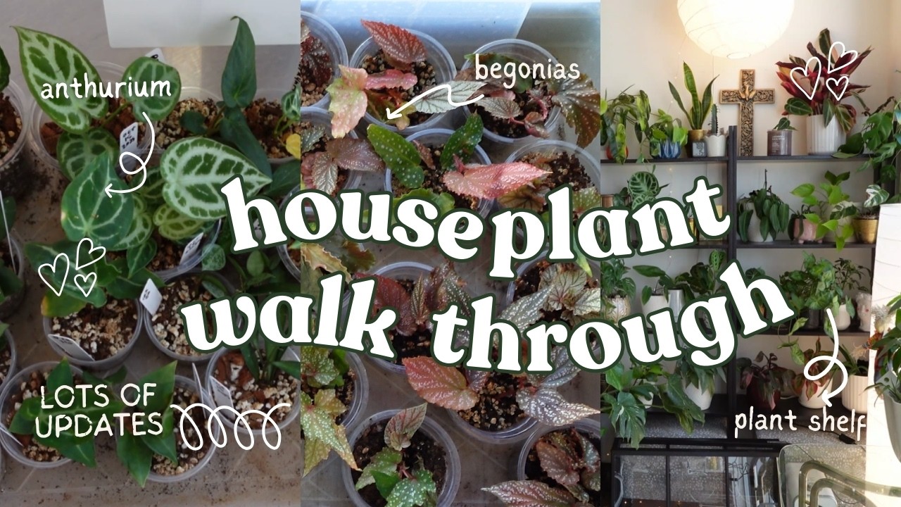 Полное прохождение и обновления о комнатных растениях! 🌟🌱