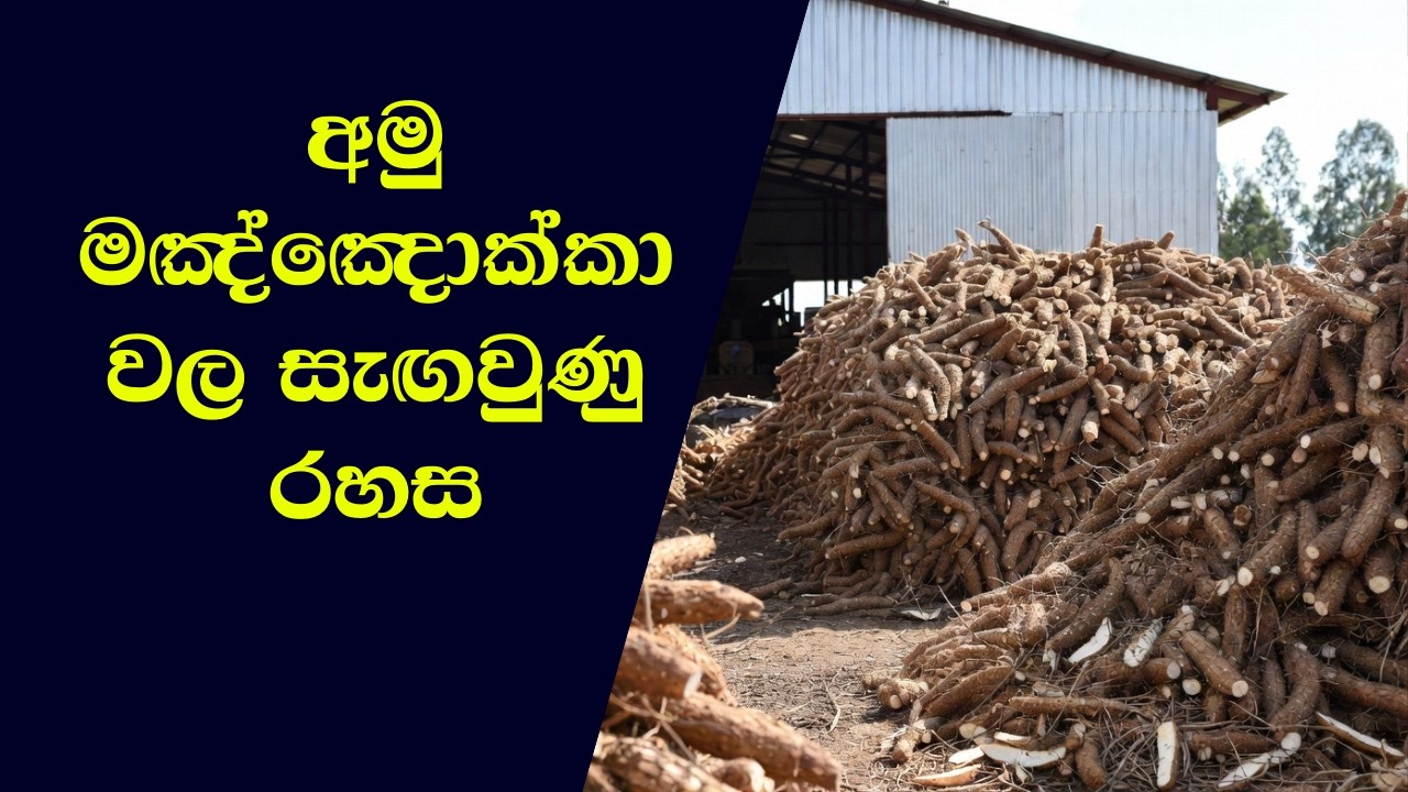 මඤ්ඤොක්කා වලින් ලෝකයම හොල්ලන දැවැන්ත කර්මාන්තය | Massive Cassava Harvest Documentary