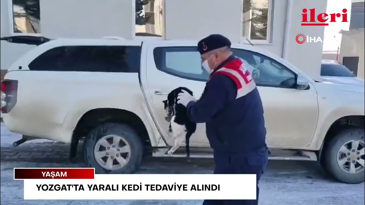Yozgat'ta yaralı kedi tedaviye alındı | İleri Gazetesi