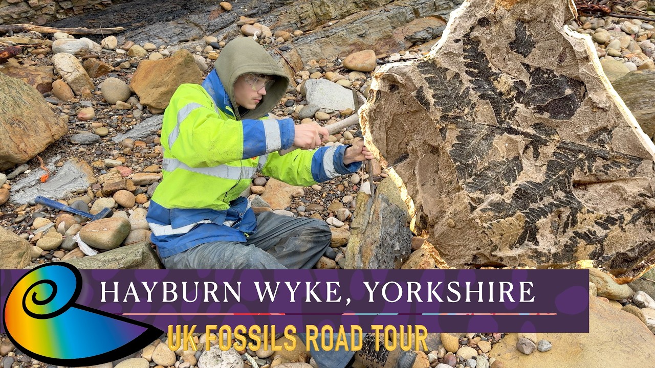 Fossil Hunting at Hayburn Wyke, Yorkshire | UK Fossils Road Tour