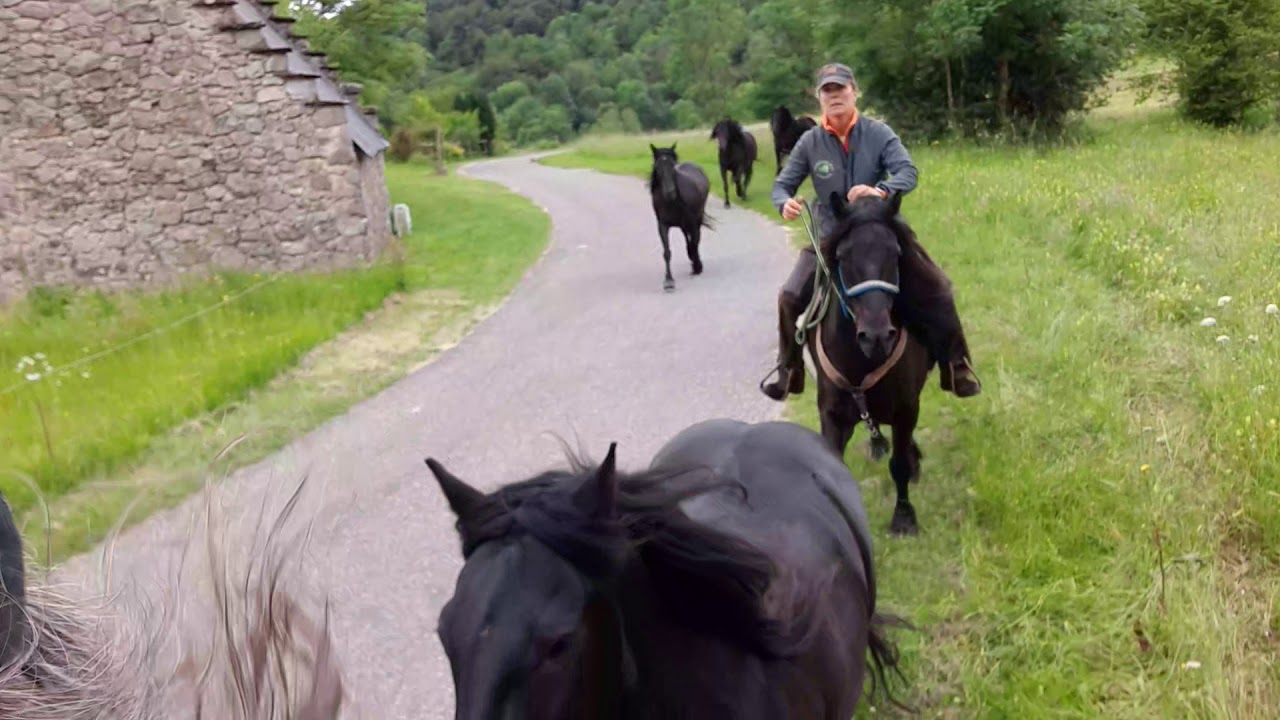 #galop cominac #merens #haraspicarddusant #transhumance #ariegepyrenees