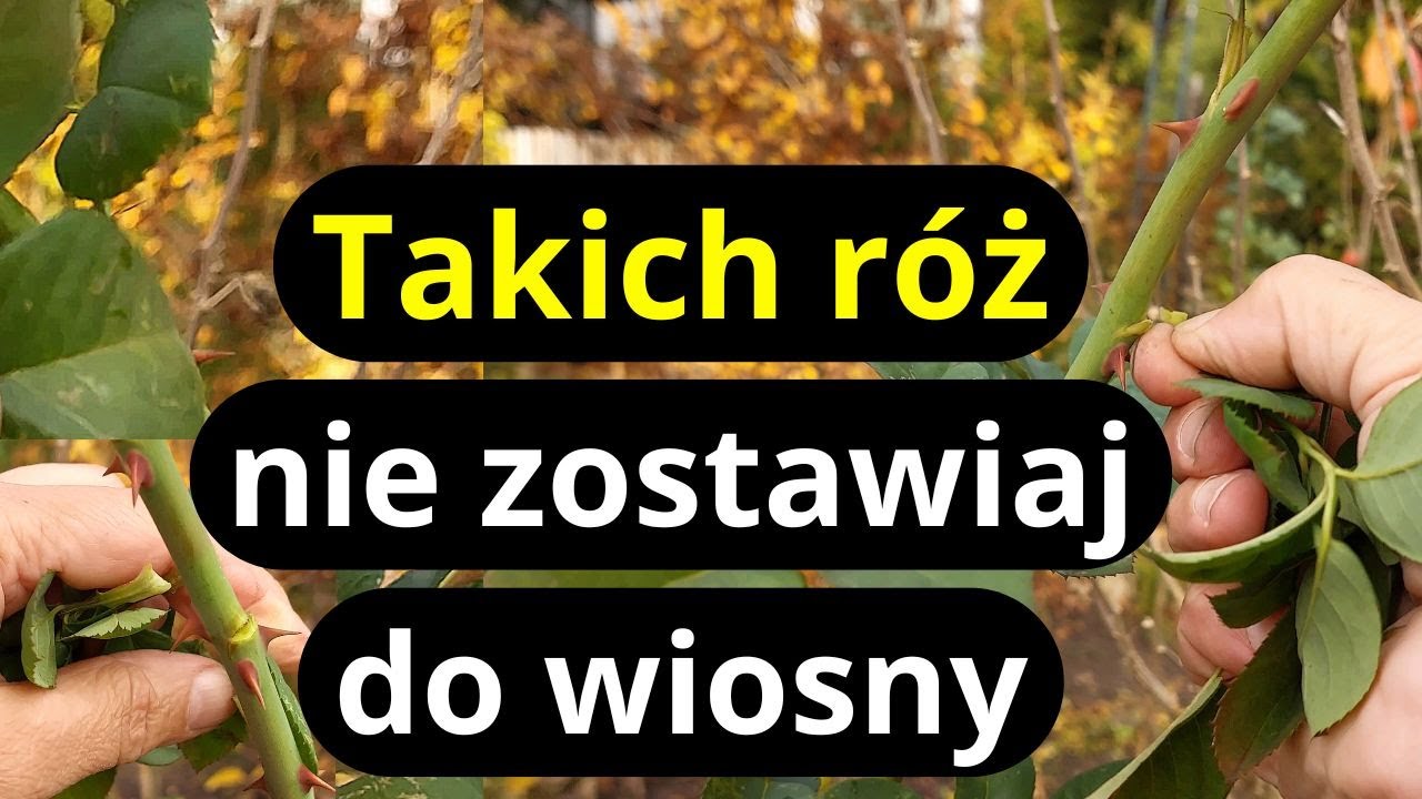 Если мы сделаем это в ноябре, розы вознаградят нас весной, советы от осеннего розария