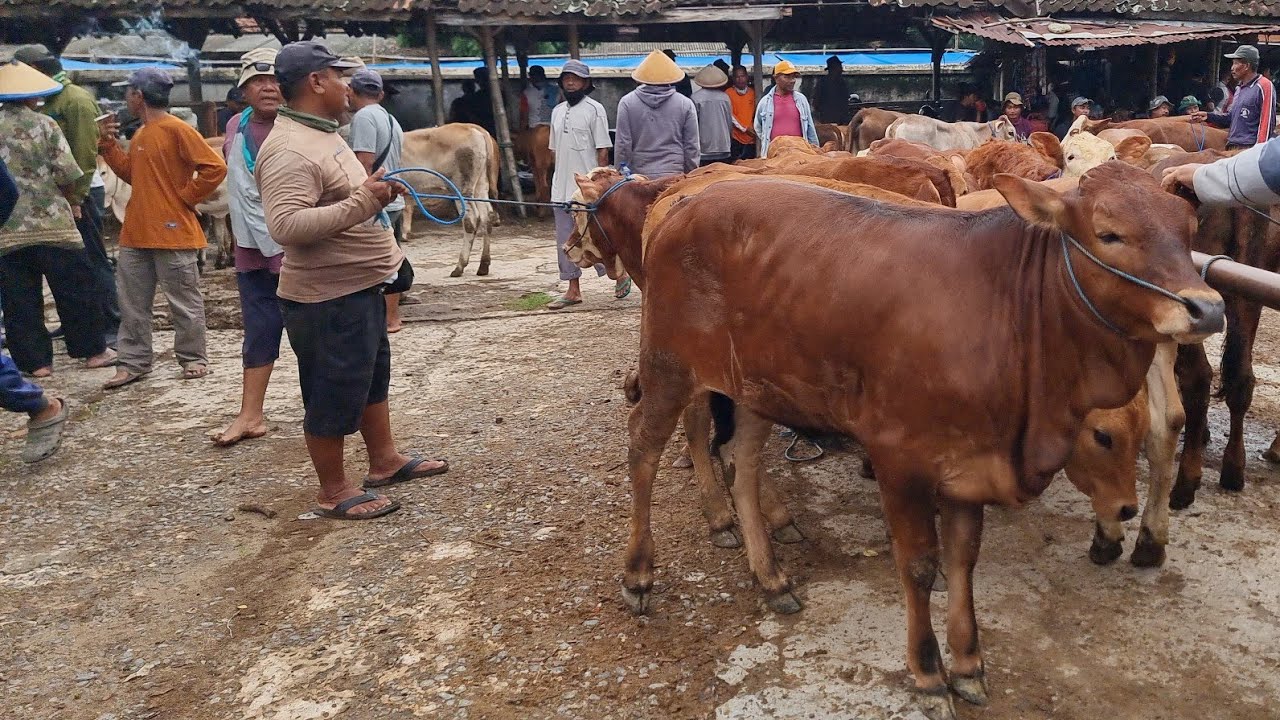 WAJIB NONTON! Update Harga Sapi Bakalan Betina TERBARU di Pasar Pon Ngulakan Pati (17 November 2025)