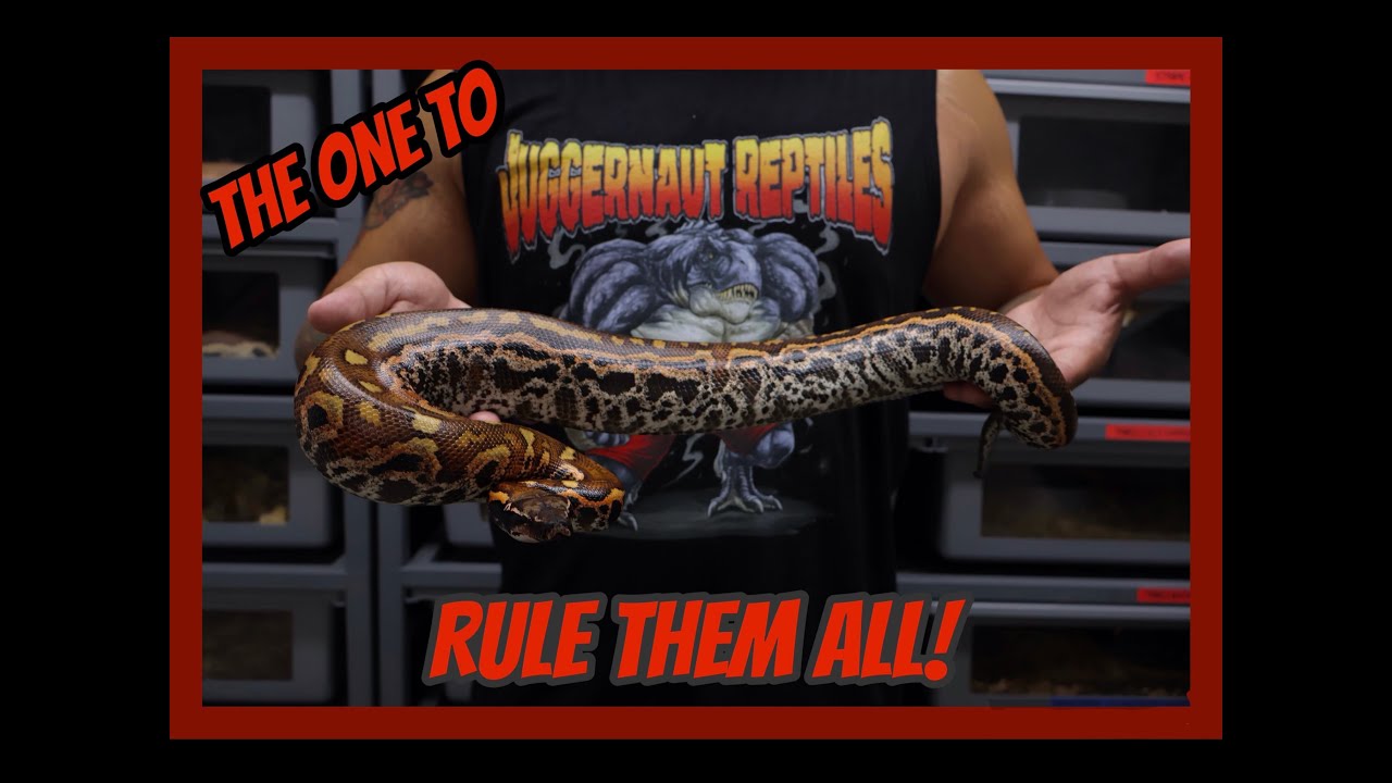 Rare Blood Python Morphs!