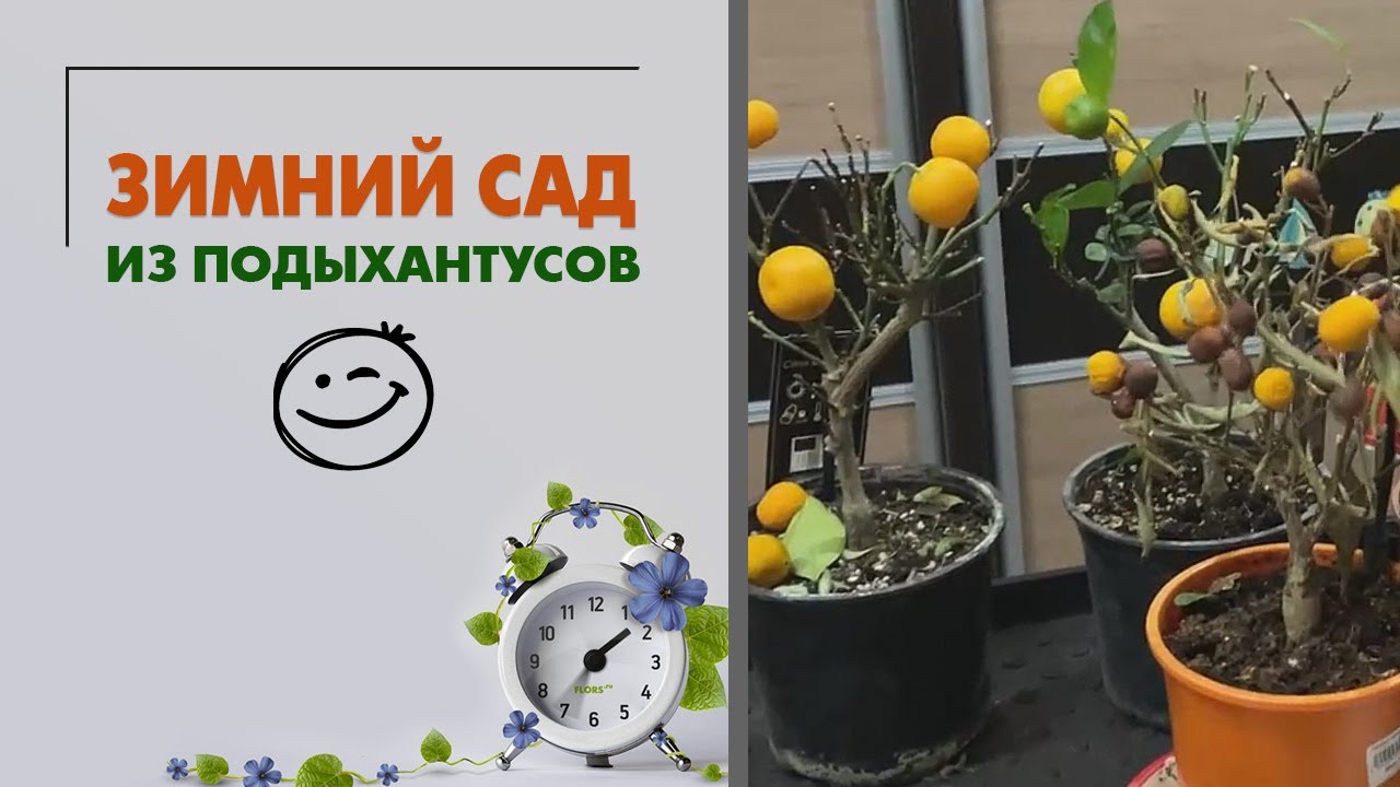 Зимний сад из подыхантусов (Часть 1) Обрезка цитрусов, эсхинантусы, фиалки, бегонии, пересадки