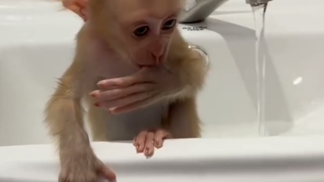 cleaning mom Donut asking mom to spray more #dance #cute #money #animals 