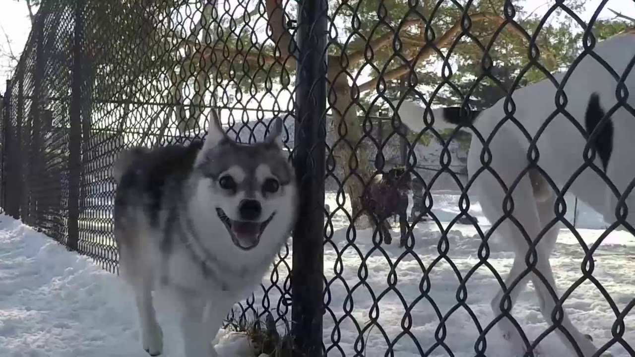 Alaskan Klee Kai "Throttle" running in snow at dog park 1-18-18