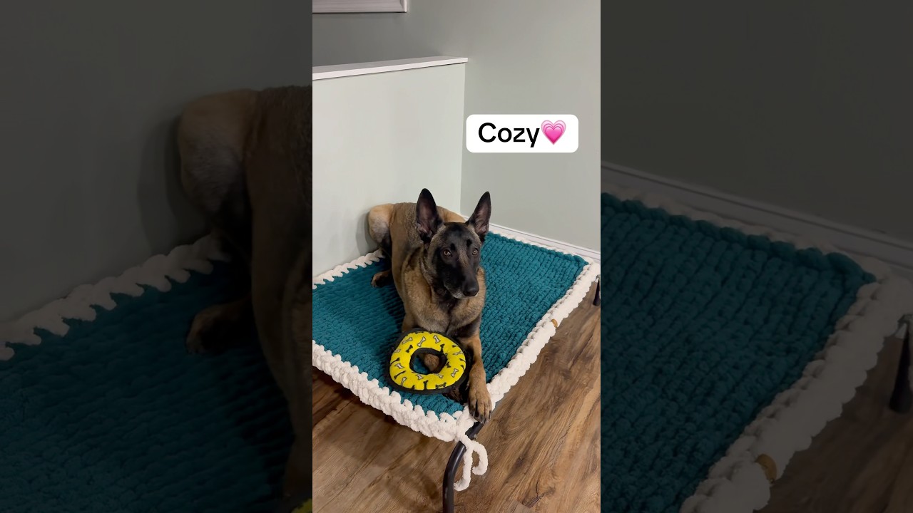 The ultimate cozy bed for your pet! 🐶🐾 #chunkyknitbed #chunkyknit #handmadegift