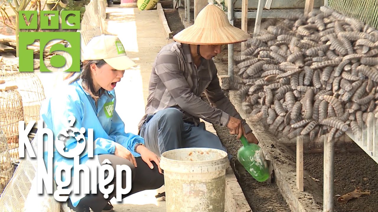 Nu&ocirc;i ấu tr&ugrave;ng ruồi l&iacute;nh đen: Cả nh&agrave; khiếp sợ | Khởi nghiệp 673 | VTC16