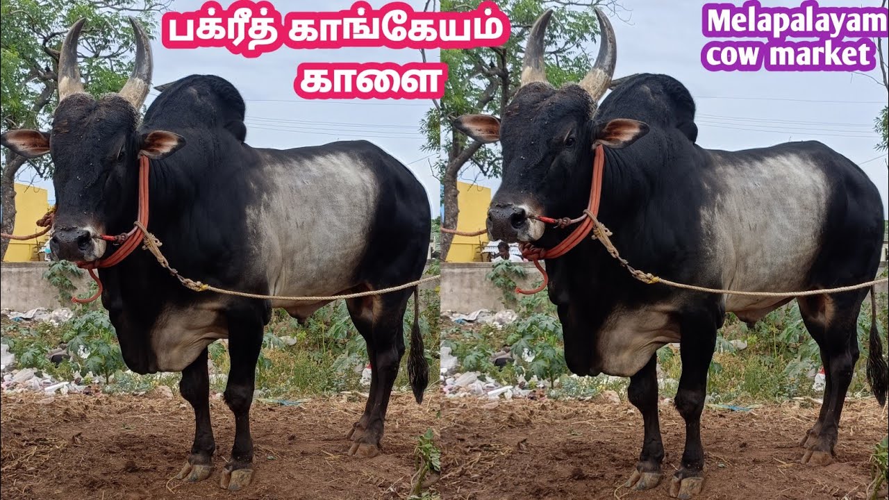 19 - 06 - 2023 | Melapalayam cow market | மேலப்பாளையம் மாட்டுச்சந்தை | பக்ரீத் மாட்டுச்சந்தை | மாடு
