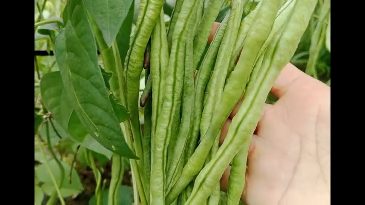 TRỒNG , CHĂM SÓC VÀ THU HOẠCH ĐẬU ĐŨA _ TRÁI NHIỀU QUÁ , NHÌN LÀ MÊ