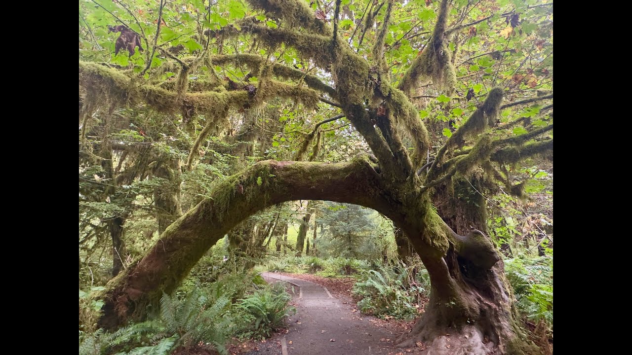 Olympic National Park and the Washington Coast