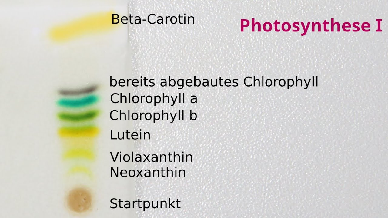 Fotosynthese: Chromatographie von Chlorophylllösung & Chlorophyll-Lichtabsorption an der opt. Bank