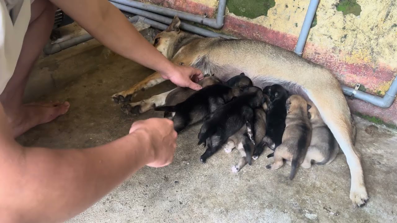 A Tasty Sausage Treat for Adorable Newborn Puppies
